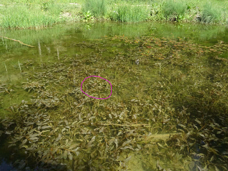 Pelophylax sp. (prov. Trento, 1200 m)